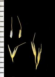 Image: K.A. Ford © Landcare Research 2015 